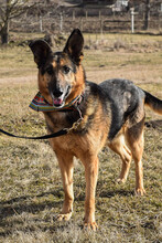 NALA, Hund, Mischlingshund in Rumänien - Bild 2
