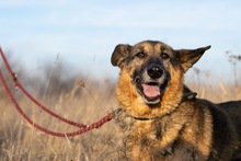 NALA, Hund, Mischlingshund in Rumänien - Bild 3