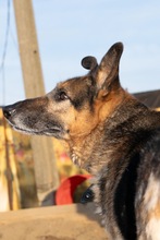 NALA, Hund, Mischlingshund in Rumänien - Bild 5
