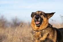 NALA, Hund, Mischlingshund in Rumänien - Bild 7