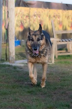 NALA, Hund, Mischlingshund in Rumänien - Bild 8