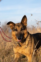NALA, Hund, Mischlingshund in Rumänien - Bild 9
