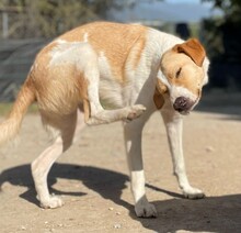BENI, Hund, Mischlingshund in Griechenland - Bild 5