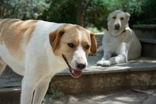 BENI, Hund, Mischlingshund in Griechenland - Bild 6