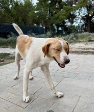 BENI, Hund, Mischlingshund in Griechenland - Bild 7