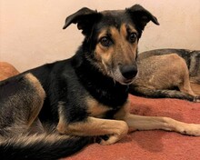 NALA, Hund, Deutscher Schäferhund-Mix in Griechenland