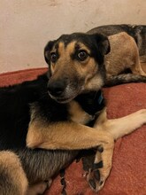 NALA, Hund, Deutscher Schäferhund-Mix in Griechenland - Bild 2