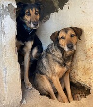 NALA, Hund, Deutscher Schäferhund-Mix in Griechenland - Bild 3