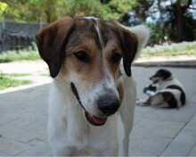 KARMEN, Hund, Mischlingshund in Griechenland - Bild 1