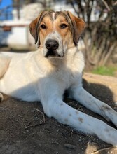 KARMEN, Hund, Mischlingshund in Griechenland - Bild 2