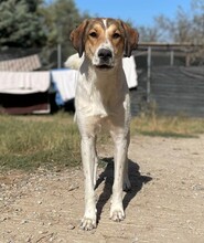 KARMEN, Hund, Mischlingshund in Griechenland - Bild 3
