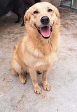 KIZO, Hund, Mischlingshund in Kroatien - Bild 1
