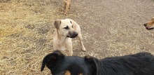 FAKO, Hund, Mischlingshund in Ungarn - Bild 1