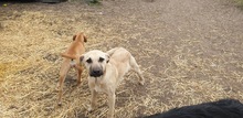 FAKO, Hund, Mischlingshund in Ungarn - Bild 2