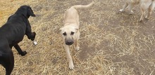FAKO, Hund, Mischlingshund in Ungarn - Bild 3