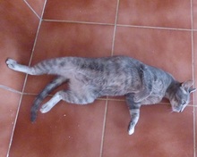 DELPHINA, Katze, Europäisch Kurzhaar in Spanien - Bild 4