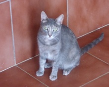 DELPHINA, Katze, Europäisch Kurzhaar in Spanien - Bild 5