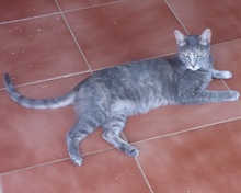 DELPHINA, Katze, Europäisch Kurzhaar in Spanien - Bild 7