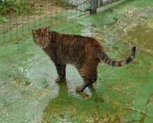ALVA, Katze, Europäisch Kurzhaar in Spanien - Bild 6
