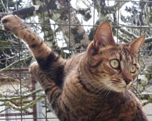 ALVA, Katze, Europäisch Kurzhaar in Spanien - Bild 8