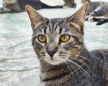 HILDE, Katze, Europäisch Kurzhaar in Spanien - Bild 1