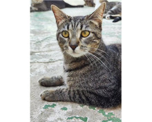 HILDE, Katze, Europäisch Kurzhaar in Spanien - Bild 3