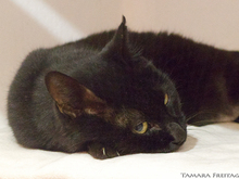 MANDY, Katze, Europäisch Kurzhaar in Walldorf
