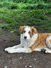 CARA, Hund, Mischlingshund in Bulgarien - Bild 1