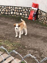 CARA, Hund, Mischlingshund in Bulgarien - Bild 11