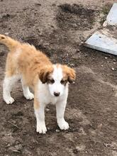 CARA, Hund, Mischlingshund in Bulgarien - Bild 13