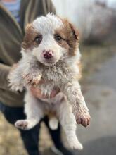CARA, Hund, Mischlingshund in Bulgarien - Bild 15