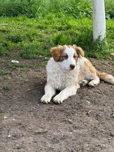 CARA, Hund, Mischlingshund in Bulgarien - Bild 2