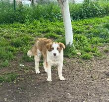 CARA, Hund, Mischlingshund in Bulgarien - Bild 3
