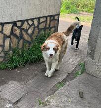 CARA, Hund, Mischlingshund in Bulgarien - Bild 4