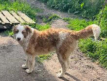 CARA, Hund, Mischlingshund in Bulgarien - Bild 7