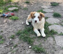CARA, Hund, Mischlingshund in Bulgarien - Bild 8