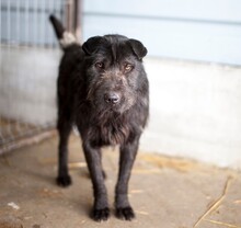 REMO, Hund, Mischlingshund in Rumänien - Bild 1