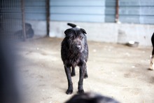 REMO, Hund, Mischlingshund in Rumänien - Bild 2