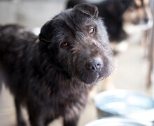 REMO, Hund, Mischlingshund in Rumänien - Bild 3
