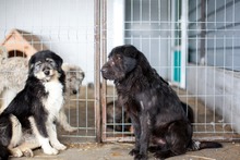 REMO, Hund, Mischlingshund in Rumänien - Bild 4