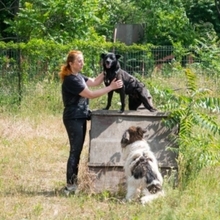 RAVEN, Hund, Mischlingshund in Rumänien - Bild 2