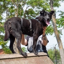 RAVEN, Hund, Mischlingshund in Rumänien - Bild 3