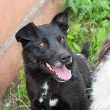 RAVEN, Hund, Mischlingshund in Rumänien - Bild 4