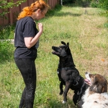 RAVEN, Hund, Mischlingshund in Rumänien - Bild 5