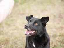 RAVEN, Hund, Mischlingshund in Rumänien - Bild 7