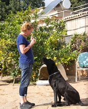 MENUT, Hund, Perro de Pastor Mallorquin-Mix in Spanien - Bild 10