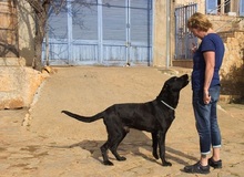 MENUT, Hund, Perro de Pastor Mallorquin-Mix in Spanien - Bild 11