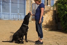 MENUT, Hund, Perro de Pastor Mallorquin-Mix in Spanien - Bild 12