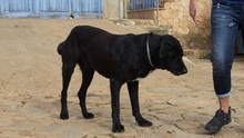 MENUT, Hund, Perro de Pastor Mallorquin-Mix in Spanien - Bild 13