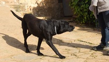 MENUT, Hund, Perro de Pastor Mallorquin-Mix in Spanien - Bild 14